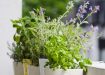 Potted typical italian aromatic herbs at balcony: basil, thyme, sage, rosemary. Selective focus on basil.