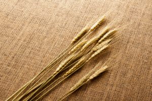 Wheat on hessian cloth