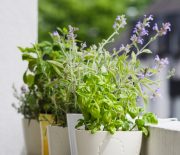 Potted typical italian aromatic herbs at balcony: basil, thyme, sage, rosemary. Selective focus on basil.