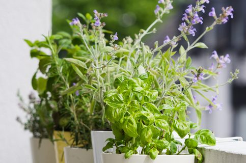 Potted typical italian aromatic herbs at balcony: basil, thyme, sage, rosemary. Selective focus on basil.