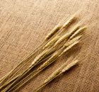 Wheat on hessian cloth