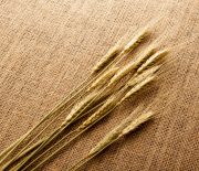 Wheat on hessian cloth