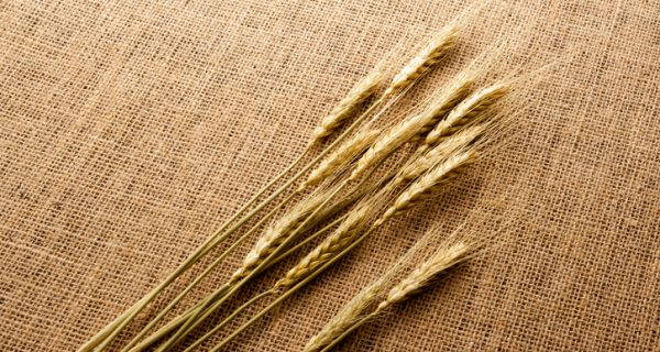 Wheat on hessian cloth